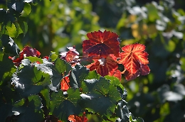 Oggi "entra" ufficialmente l'autunno, ma cos'è l'equinozio d'autunno?