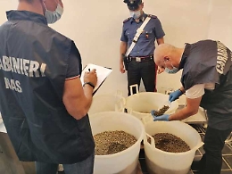Oltre 13 tonnellate di capperi sequestrate alle Eolie: prive di tracciabilità