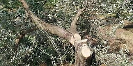 Intimidazione: tagliati 40 alberi di ulivo