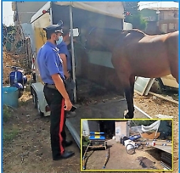 Purosangue inglese in stalla a Misterbianco senza dovute certificazioni