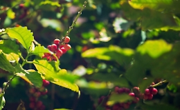 In Sicilia come ai Tropici: ecco il primo raccolto di caff&egrave; dalla piantagione pi&ugrave; a Nord del mondo