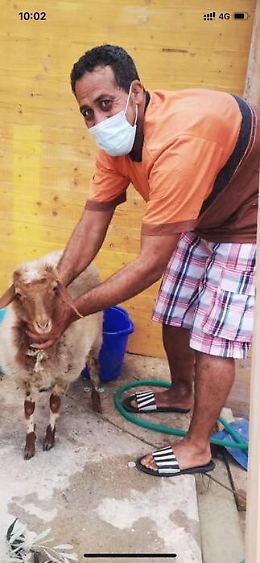 Migranti, a Lampedusa sbarca anche una pecora