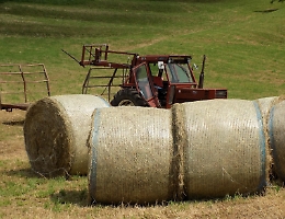 Numeri da primato con Politica agricola 2025: in Sicilia 56 milioni sui 363 distribuiti