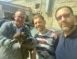 Il sindaco Castellino con l'aiuto di altre due persone Salva una poiana ferita