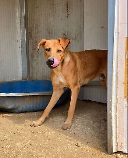 Resi ciechi a martellate in testa, una nuova vita per Tik e Tak