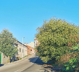 Catania: carreggiata invasa da albero in via del Canalicchio