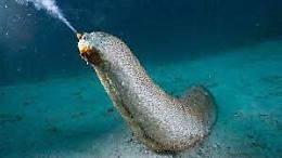 Pescavano oloturie: denunciati tre palermitani in trasferta