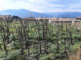 A Bronte l'ex discarica diventerà un bosco