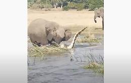 Elefantessa uccide un coccodrillo per difendere il suo cucciolo