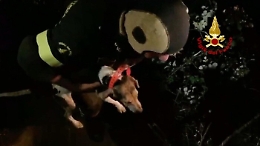 Cane resta intrappolato in una frattura: liberato dopo 5 ore