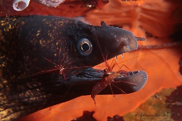 «Le nostre foto per la salvaguardia del mare»
