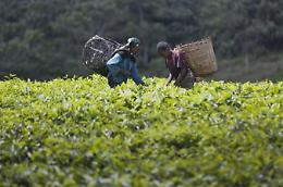 Truffe all'Inps, nel 2021 52 arresti e 800 denunce