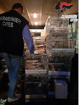 Sant'Agata di Militello, oltre cento pappagalli (anche di specie protetta) tenuti nelle gabbie al buio