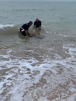 Scoglitti (Rg): delfino salvato da due agenti a Kamarina