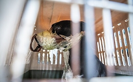 Catania, salvato un cane al quale era stata chiusa la bocca col nastro adesivo