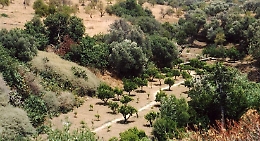 I “primi” 20 anni della Kolymbetra: la piscina di Akragas rinata grazie al Fai