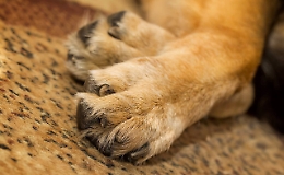 Primo cane positivo nel Regno Unito forse infettato dai suoi padroni