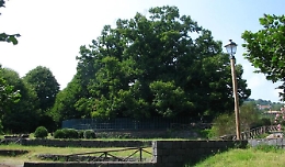 Il Castagno dei 100 cavalli di Sant'Alfio è l'Albero italiano dell'anno: ora la gara europea