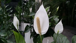 Con queste piante "ripuliamo" l'aria delle nostre case