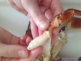 Un fiore e una chele di crostaceo per un giudice agrigentino