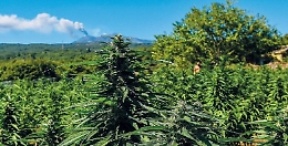 Il potere benefico e terapeutico del CBD