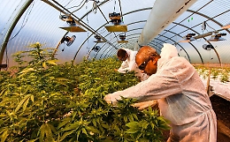 Canapa dell’Etna a Linguaglossa, coltivazioni con metodologie innovative e nel rispetto della legge