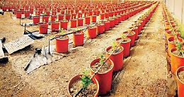 GMC Swiss da 5 anni è impegnata nella produzione e commercializzazione della canapa