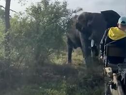 L'elefante attacca e distrugge la jeep, paura nella Riserva: il  video
