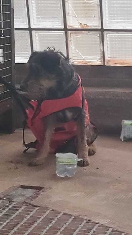 Caccamo, cagnolino rischia di annegare, pompieri si calano dalla parete della diga Rosamarina