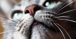 Cento gatti trovati morti in "casa degli orrori" di un anziano