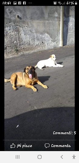 Camporotondo Etneo: Lupin, cane di quartiere ucciso da un balordo