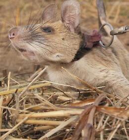 E' morto il topo anti-mine Magawa: il suo olfatto eccezionale ne aveva scoperto oltre 100
