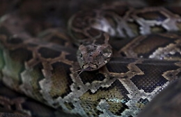 Trovato morto in casa nel Maryland: viveva con 124 serpenti