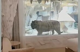 La camera d'albergo con vista sulla tigre bianca