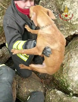 Cirneco dell'Etna resta incastrato per inseguire una preda: liberato