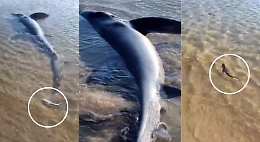 Verdesca spiaggiata dopo aver fatto nascere 9 squaletti, salvati da 4 donne: il video