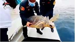 Torna in acqua Fiamma, la tartaruga caretta caretta salvata dai carabinieri