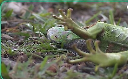 Fa troppo freddo e le iguane cadono dagli alberi