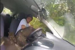 Un'aquila finisce dentro un'auto in corsa e col finestrino aperto