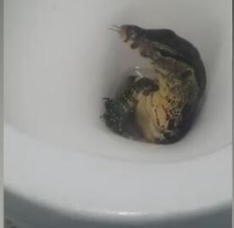 Se un piccolo Godzilla "emerge" dal water