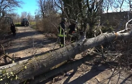 Forte vento a Milano, anziano ferito gravemente da un albero sradicato