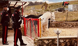 Rifiuti, abusivismo e cavalli di dubbia provenienza: sequestrato un maneggio a Canicattì