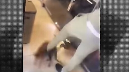 Calci al gatto, bufera sul difensore del West Ham Zouma