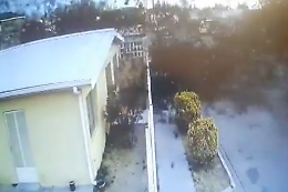 Cadono uccelli morti, in Messico il mistero ancora senza risposte