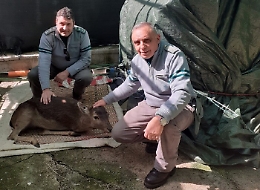 Impigliato e ferito, daino salvato dalla Forestale nel Parco delle Madonia