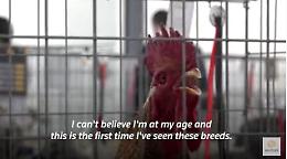 In Libia il primo concorso di bellezza per galli