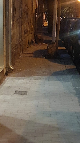 Catania: tronchi sul marciapiede di via Ipogeo