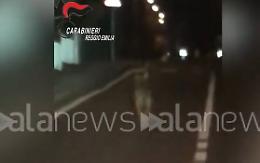 Un lupo avvistato nel parcheggio del centro commerciale