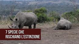 Ecco le sette specie animali che sono sull'orlo dell'estinzione