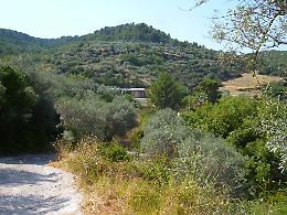 Ulivi secolari distrutti da incendio, il grido d'aiuto di un imprenditore